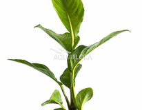 Anubias Heterophylla - Pe