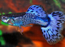Guppy Mâle