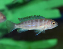 CichlidÉ Malawi Flavus