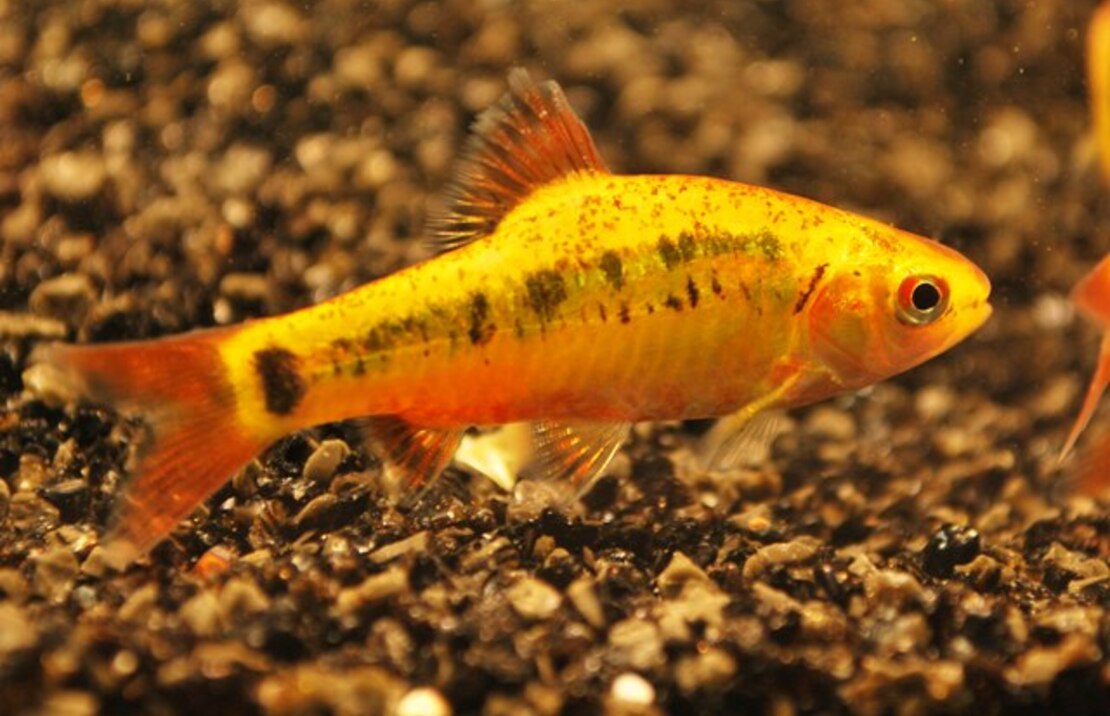 Gold Barb