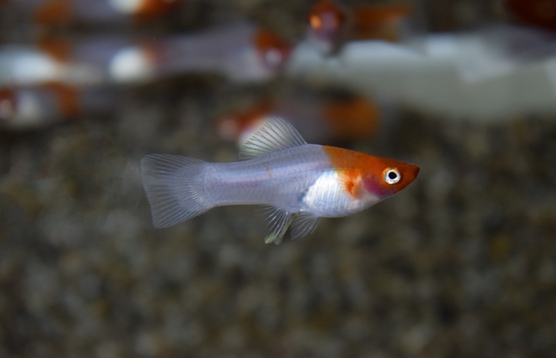 Zwaarddrager Rood/wit