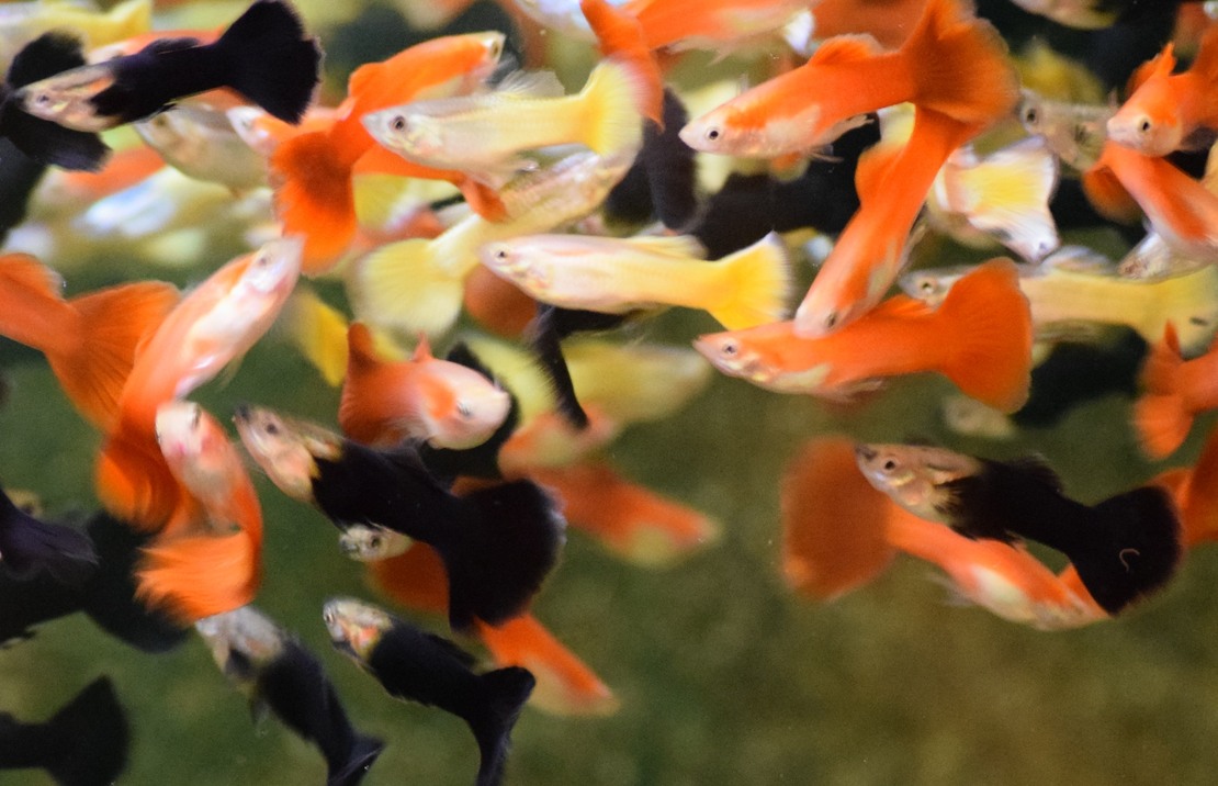 Guppy Mix German Flag Mann