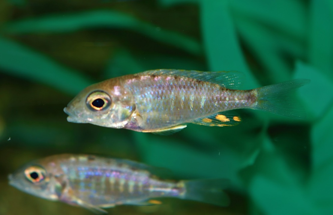 Keizerbaars Kandeense