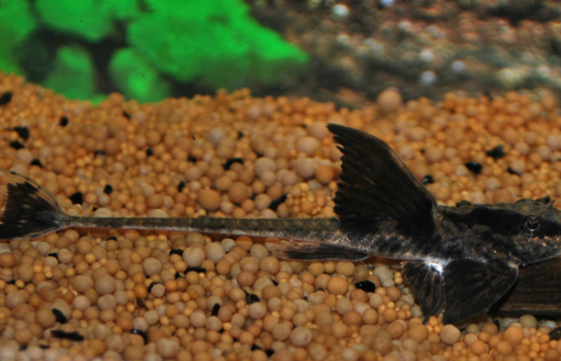 Loricaria Rio Atabapo