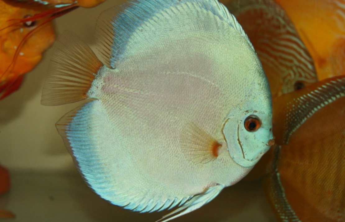 Discus Bleu Diamant