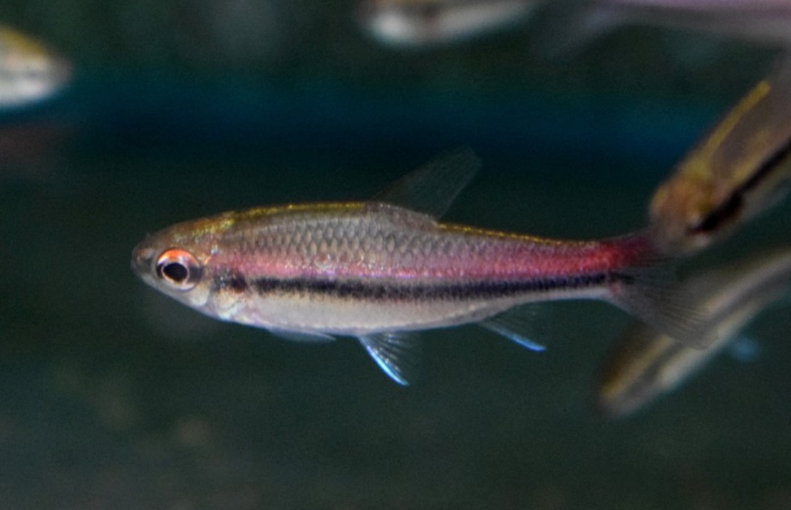 Keizertetra Trewavasae