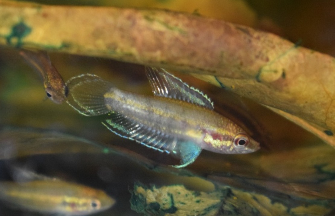 Gourami RÉglisse Bintan