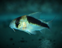 Pantsermeerval Cw106