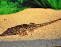 Hemiodontichthys Acipenserinus