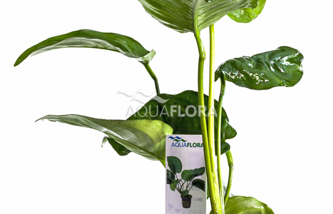 Anubias Barteri - Pe