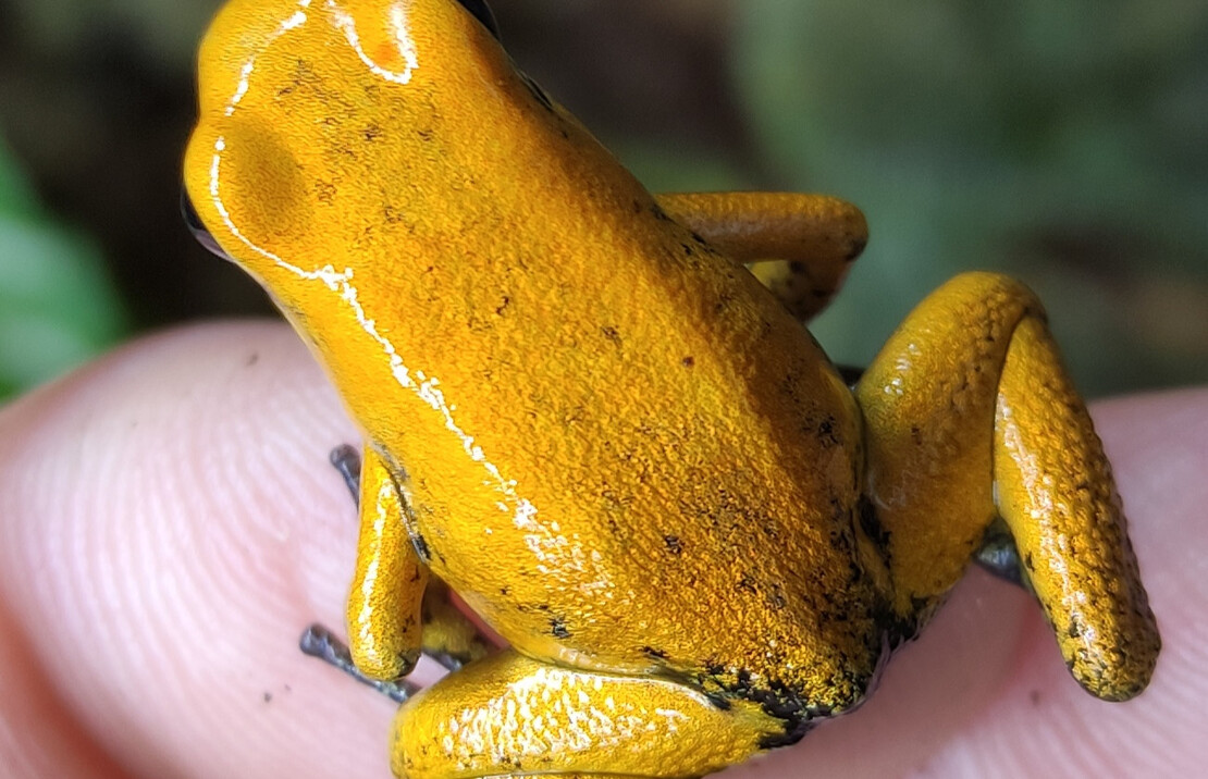 Phyllobate Or