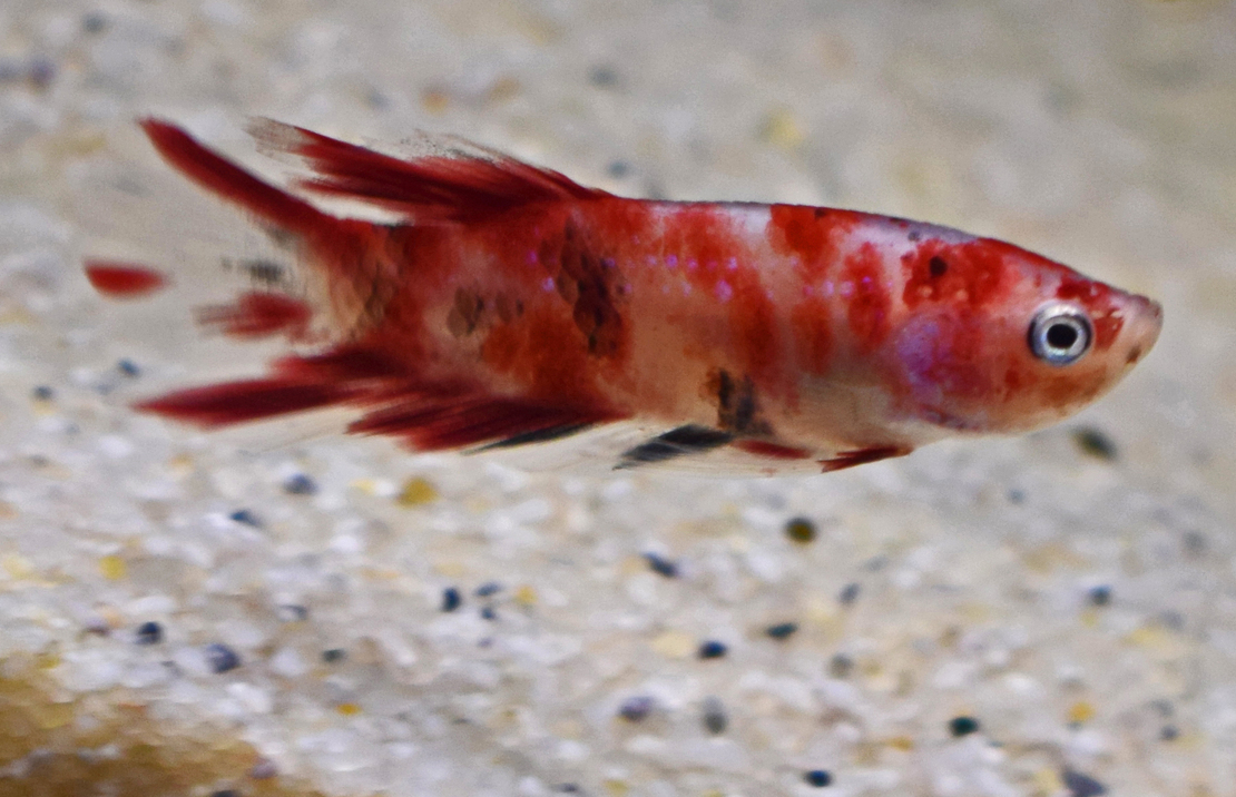 Combattant Plakat Koi (mÂle)