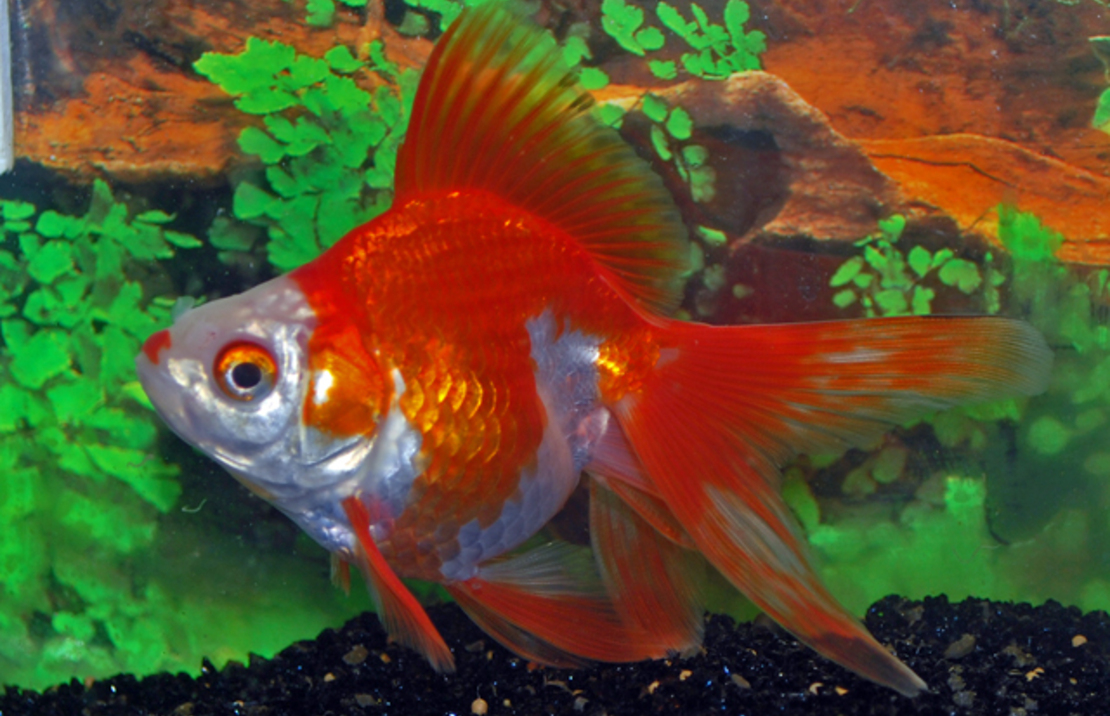 Sluier Ryukin Rood/wit