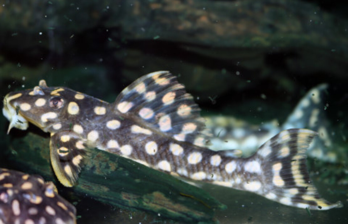 L082 Opal Spot Pleco