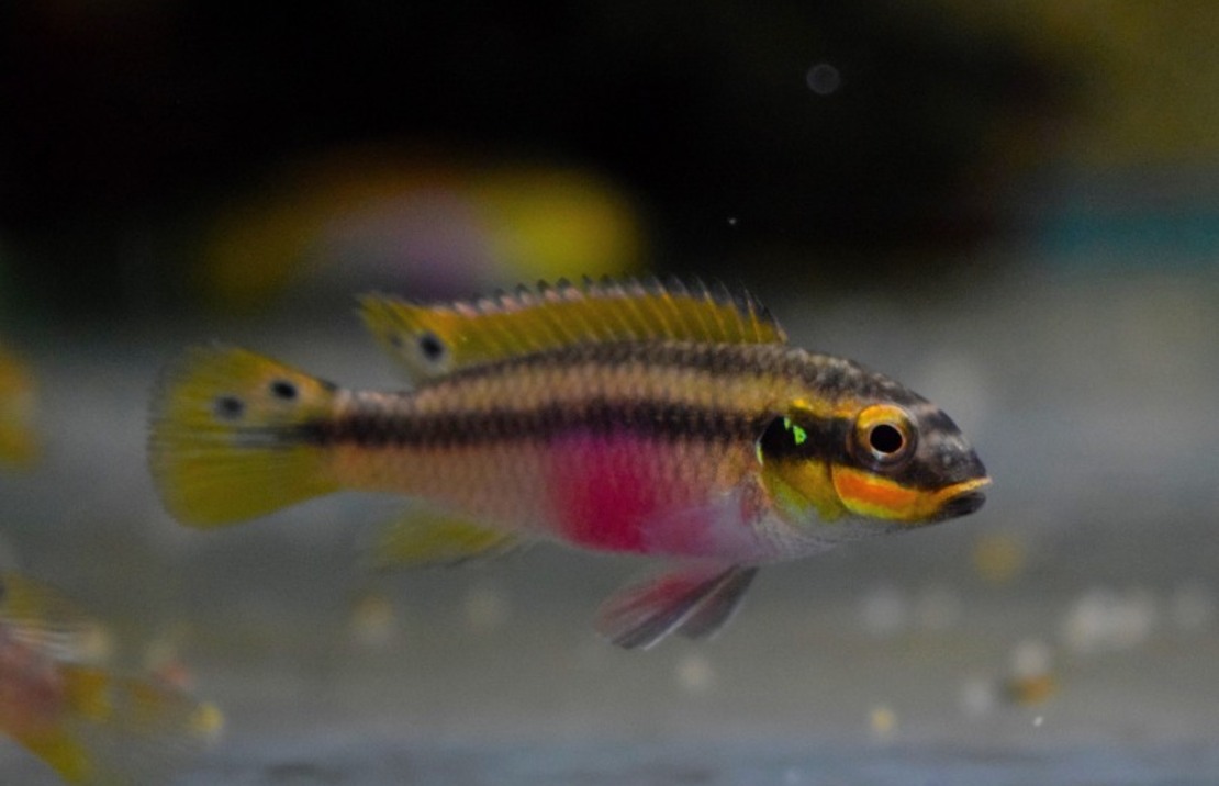 Kersenbuikcichlide Moliwe