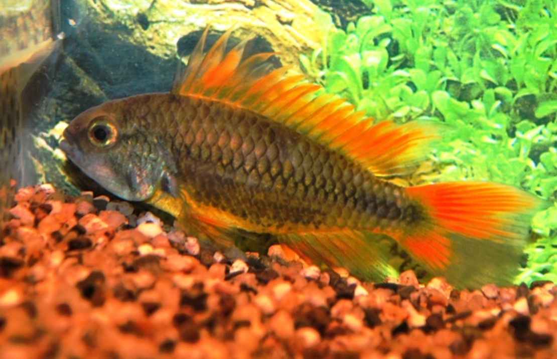 CichlidÉ Nain CacatoÈs Orange