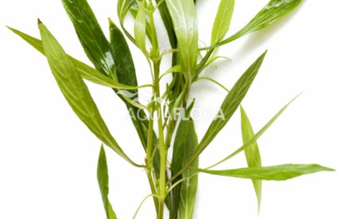 Hygrophila Salicifolia - Ba