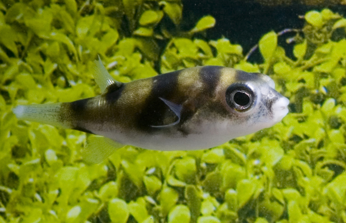 Amazon Puffer