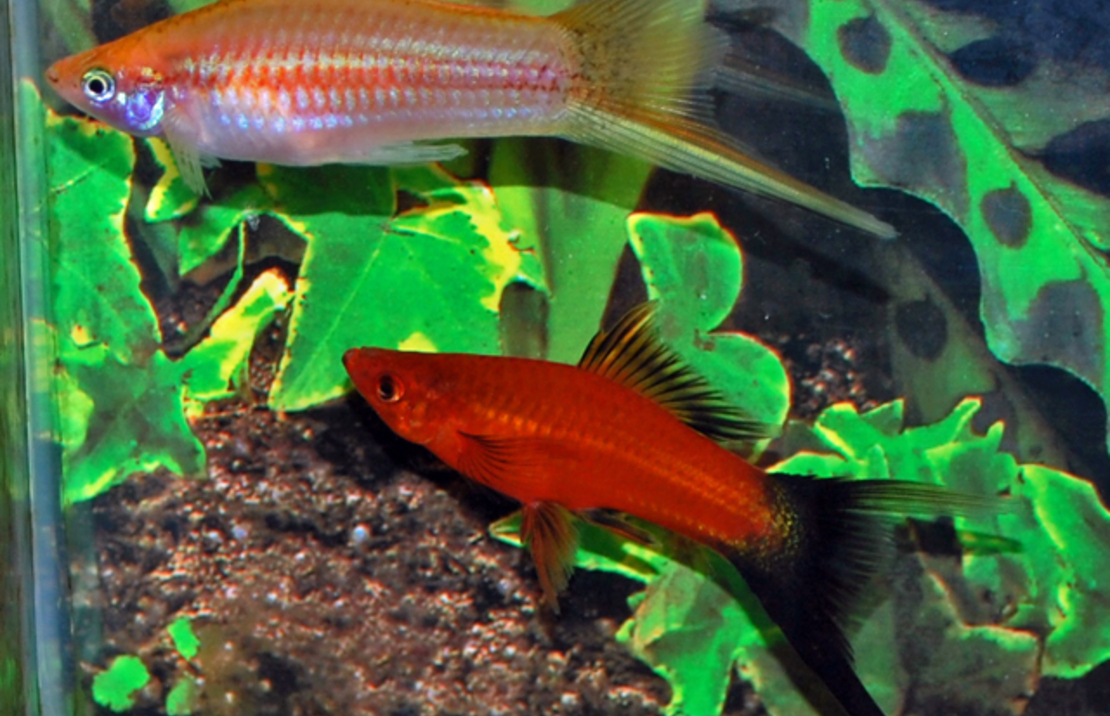 Zwaarddarger Sluier Mix