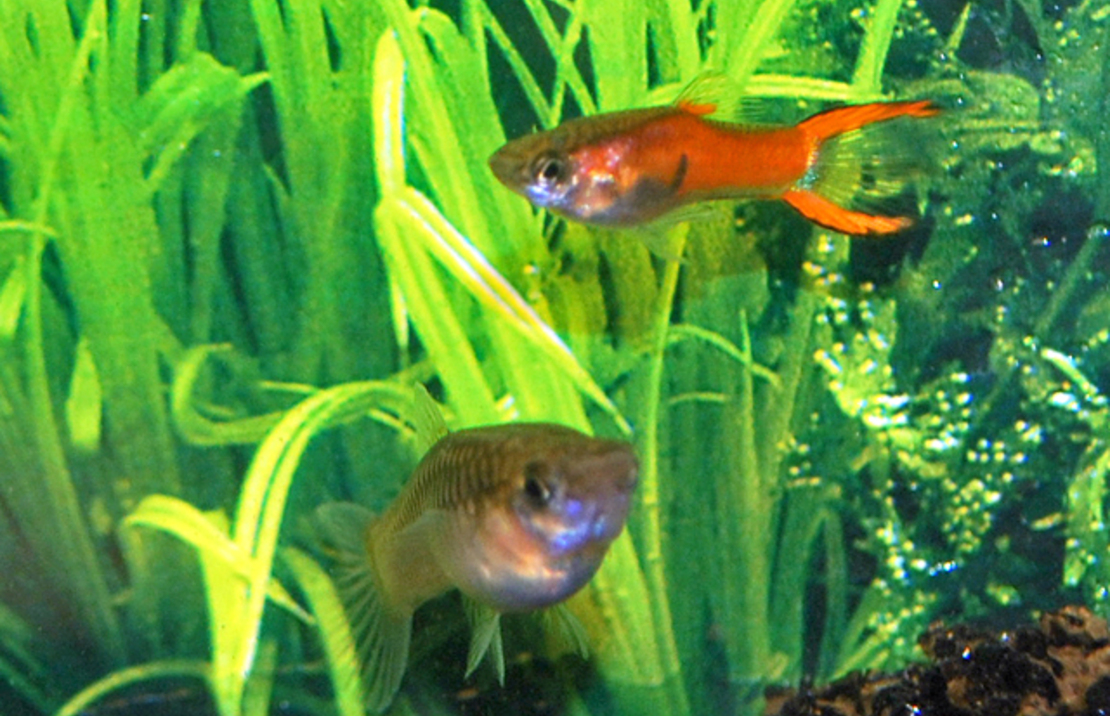 Guppy Endler Red Scarlet Mann