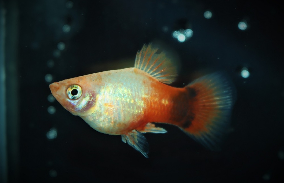 Platy Neon Blanc Orange Mickey
