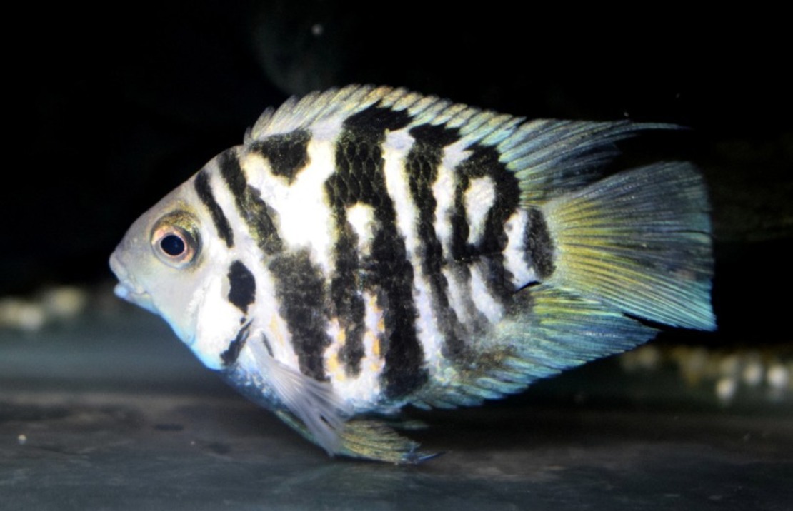 CichlidÉ Nigro Coral Blue