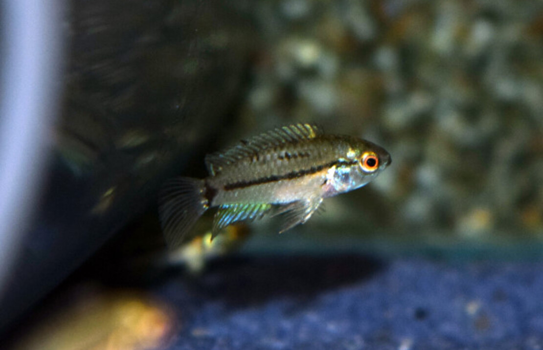 Dwergcichlide Pucallpa