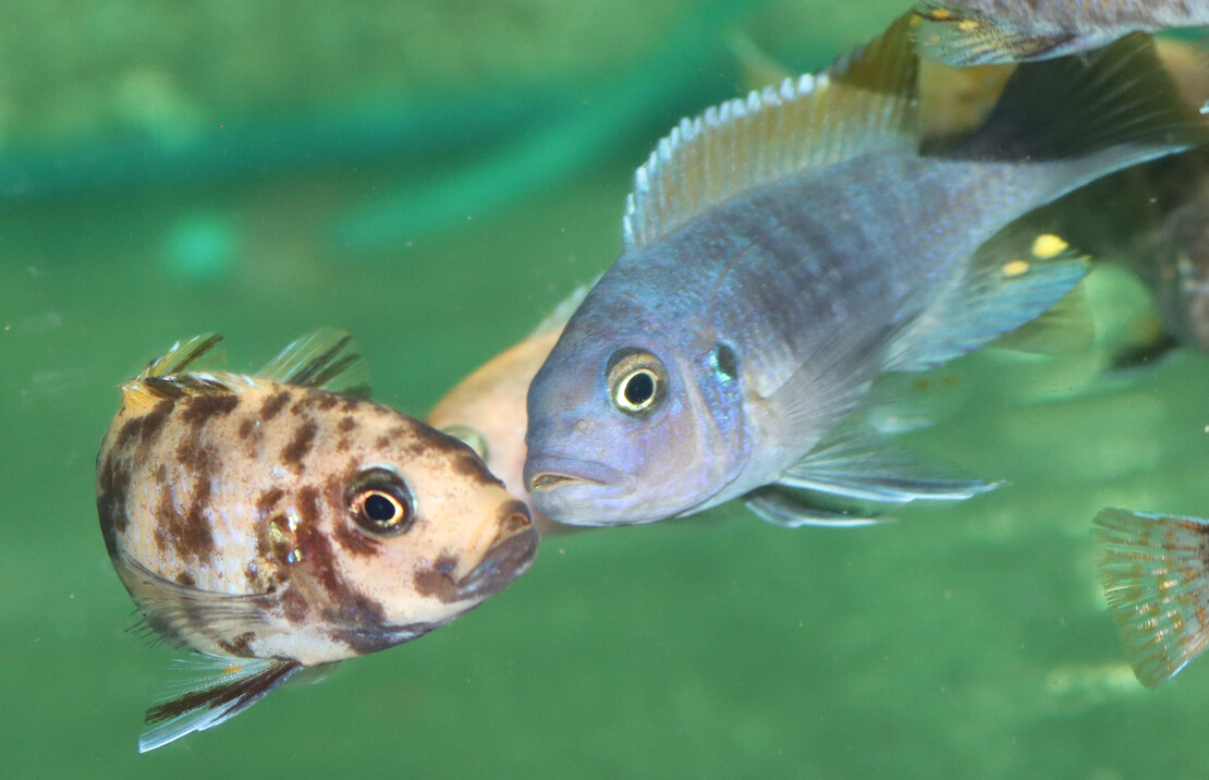 CichlidÉ Malawi Metriaclima