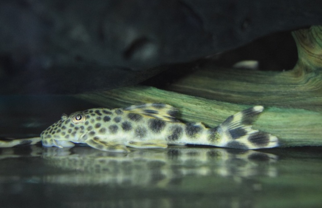 L075 Para Pleco