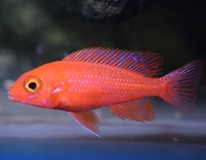 Aulonocara Dragon Blood