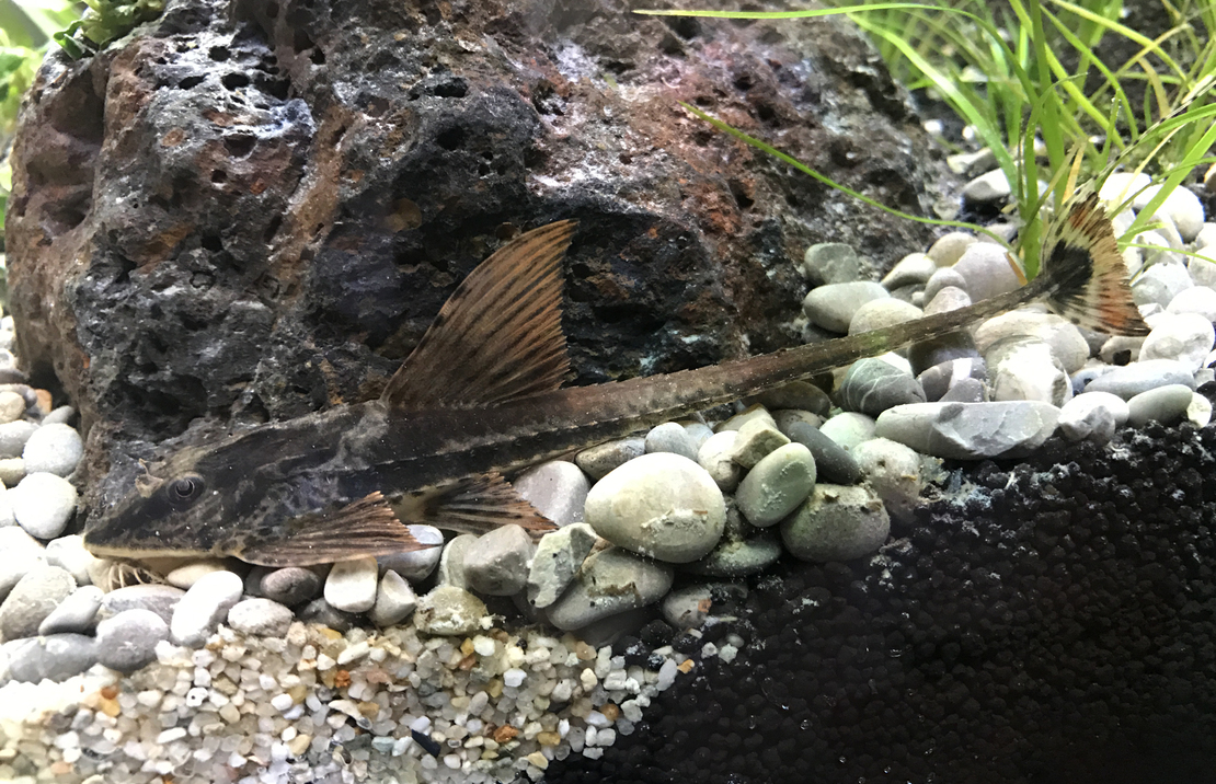 Loricaria Rio Atabapo