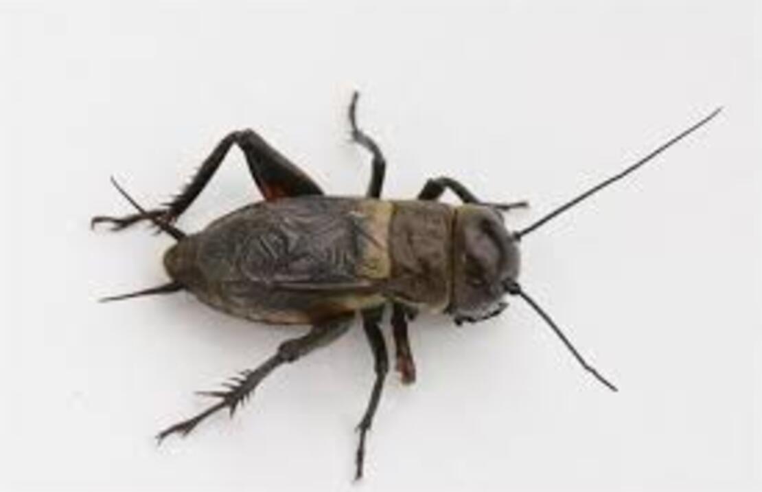 Gryllus Campestris L