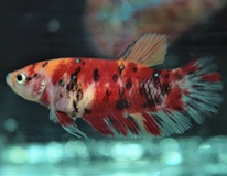 Betta Sp. Plakat Koi Nemo Female M