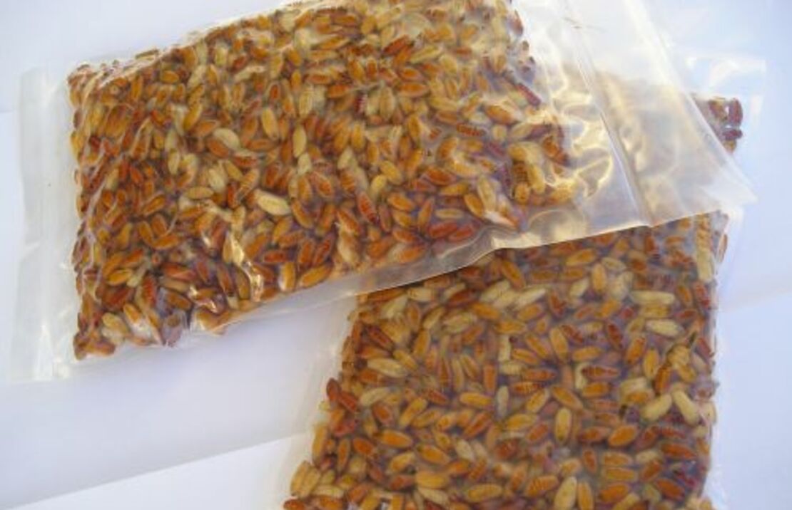 Asticots Casters Sous Vide (250cc)