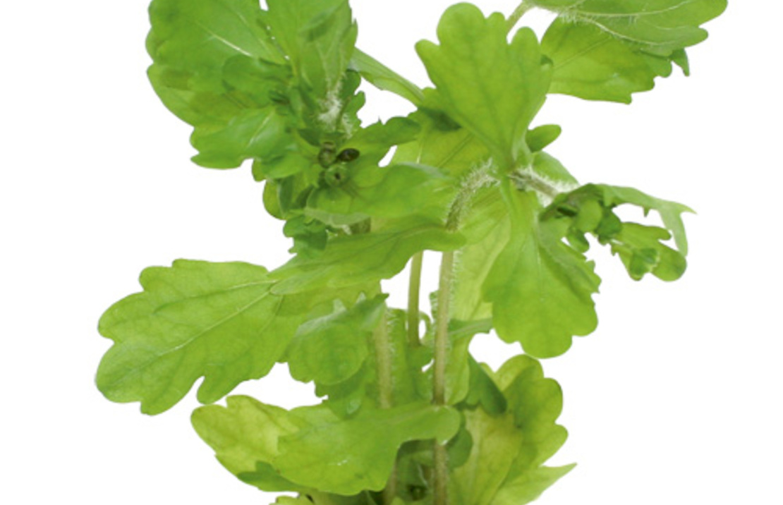 Shinnersia Rivularis - Pe