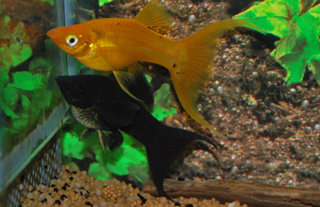 SegelkÄrpfling Mix Schleier