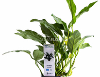 Anubias Gracilis - Pe