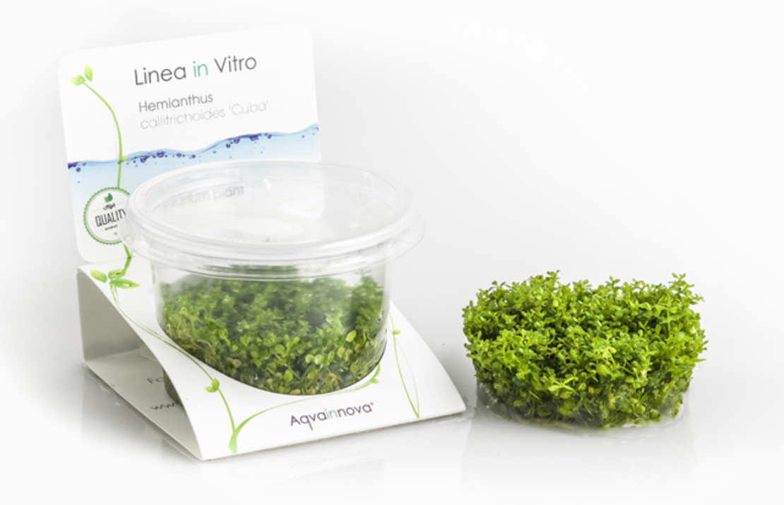 Hemianthus Callitrichoides 'cuba' - In Vitro Cup