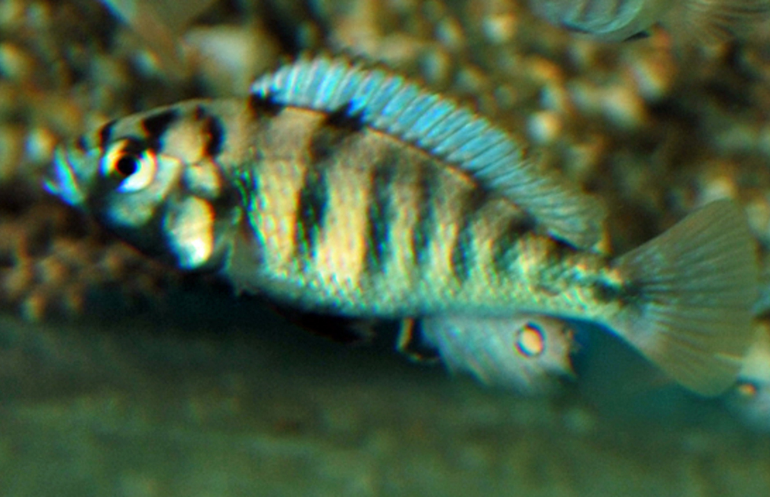 Victoria Buntbarsch Ch44