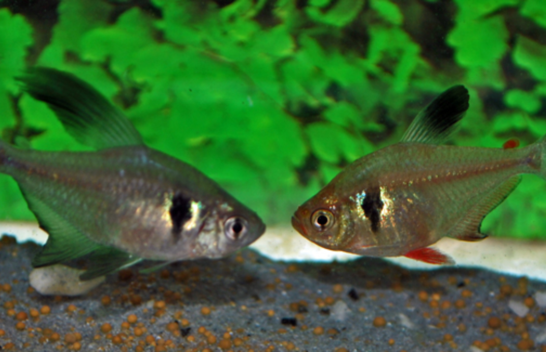 Schwarzer Phantomsalmler