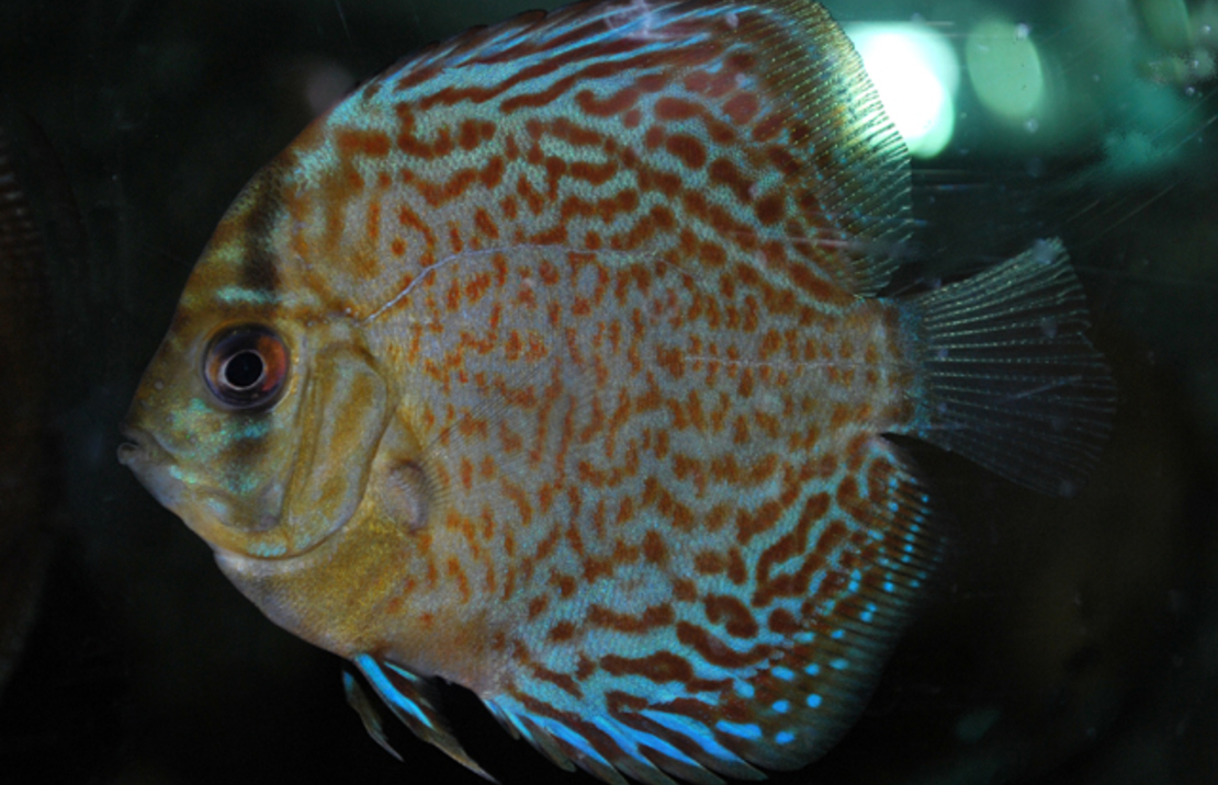 Diskus Leopard Snakeskin