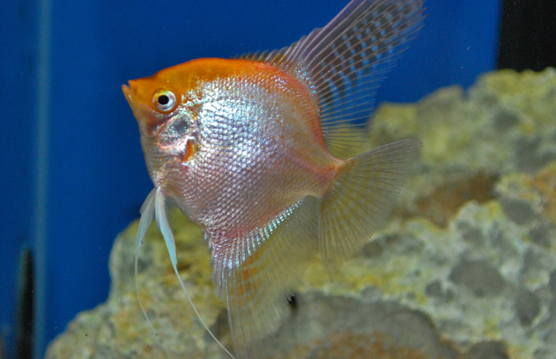 Scalaire DorÉ Select