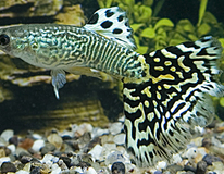 Guppy Snakeskin GrÜn Mann