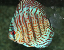 Discus Rood Turquoise