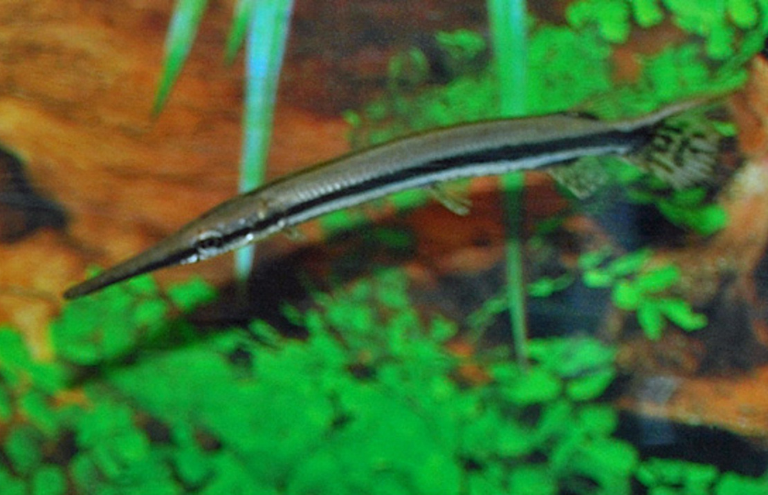 LÉpisostÉ TachetÉ