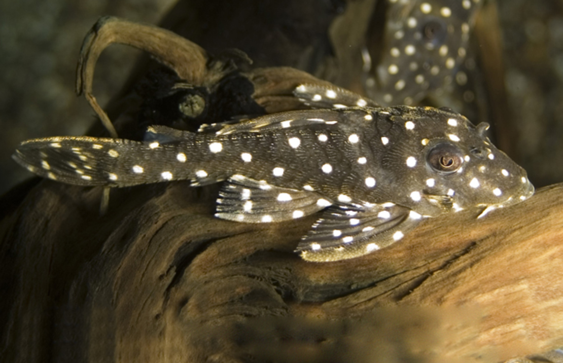 L201 Orinoco Angel Pleco