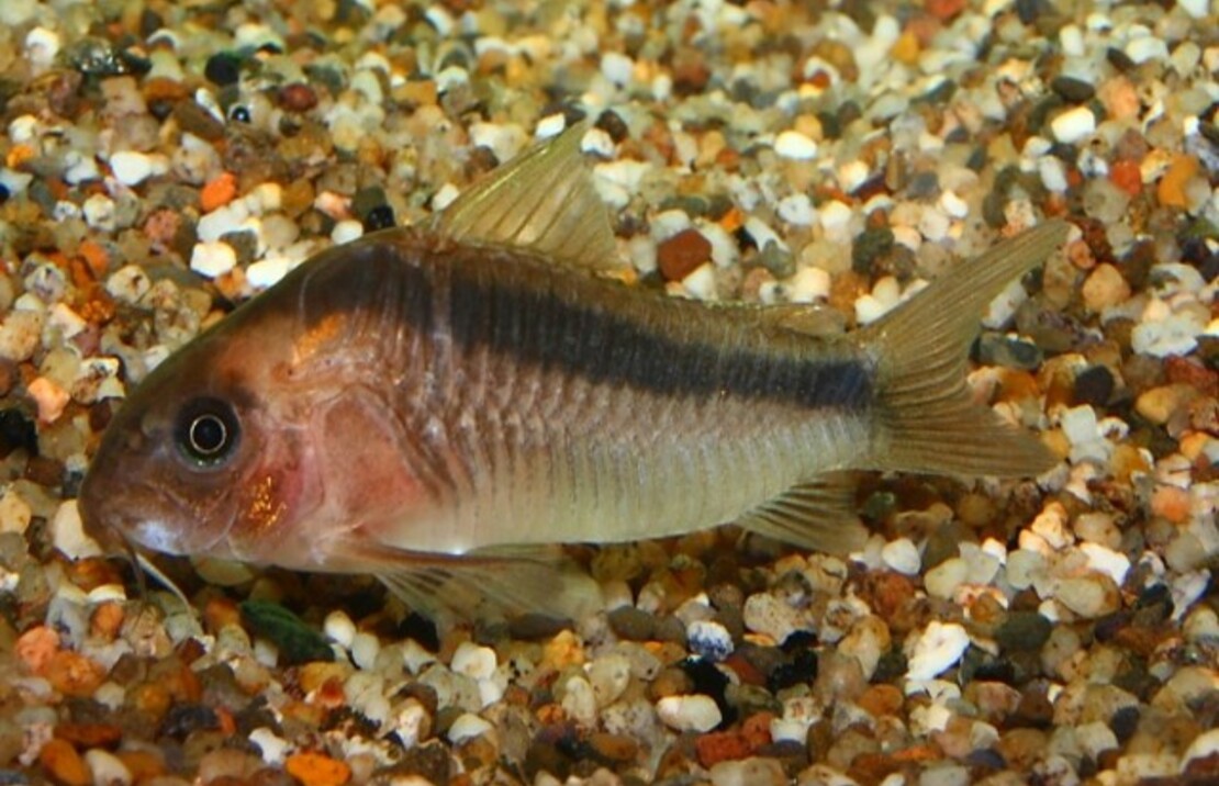 Corydoras Rabauti