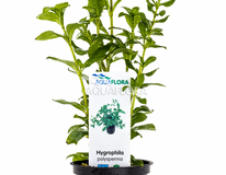 Hygrophila Polysperma - Pe