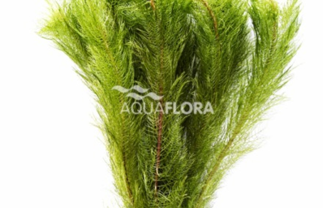 Myriophyllum Tuberculatum (matagrossense Red) - Ba