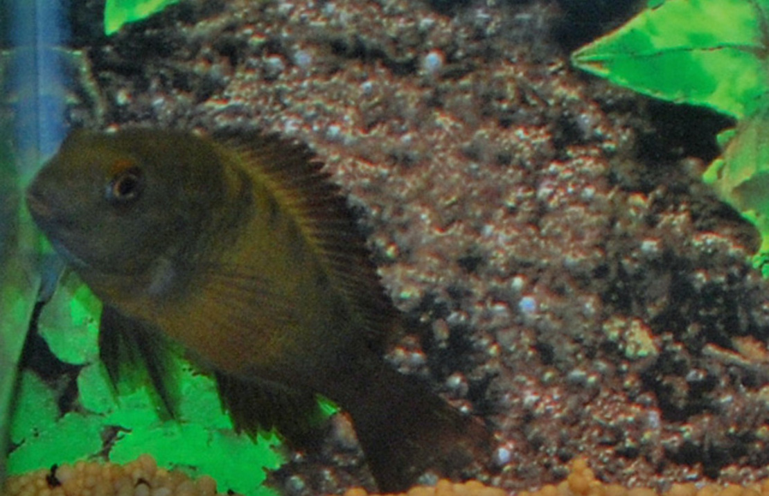 Brabantbuntbarsch Ikola